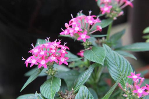 ペンタス　Pentas　マクロ 草花,春夏秋,ペンタスの写真素材