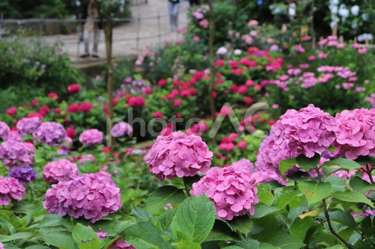 茨城県潮来市　二本松寺　あじさいの杜 あじさい,紫陽花,アジサイの写真素材