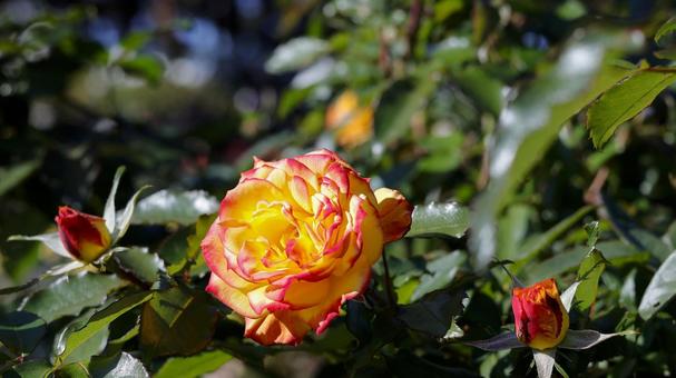 【花の写真】ばらの花 rose,植物,園芸の写真素材
