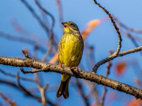 枝にとまるアオジ アオジ,野鳥,鳥の写真素材