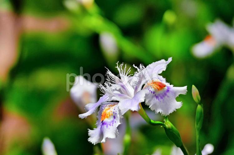 紫と赤の模様の入った大きなシャガ 花,自然,栽培の写真素材