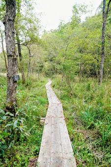 Photo, wetland, wooden road, akaname wetland, 