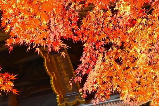 松平東照宮のもみじの紅葉 松平東照宮のもみじの紅葉の写真