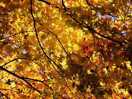 紅葉_008 紅葉_008の写真