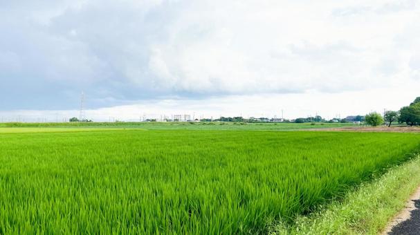 ひょうたん島公園の夏風景 ひょうたん島公園の夏風景 ひょうたん島公園,佐賀市,兵庫町の写真素材