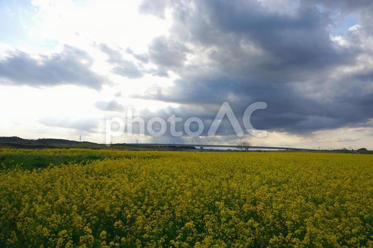 菜の花畑にさす夕方の光 菜の花畑,菜の花,黄色の花の写真素材