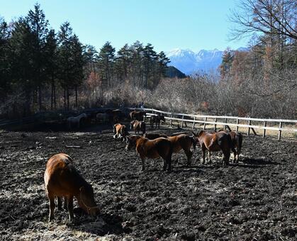 木曽馬牧場と御嶽山 牧場,木曽馬,御嶽山の写真素材