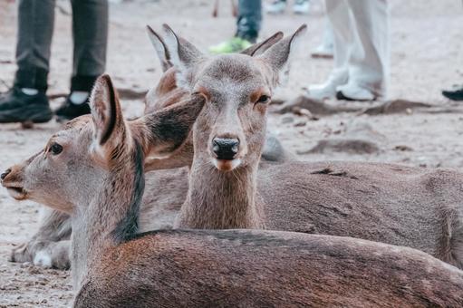 右目が隠れているのですが 鹿,動物,哺乳類の写真素材