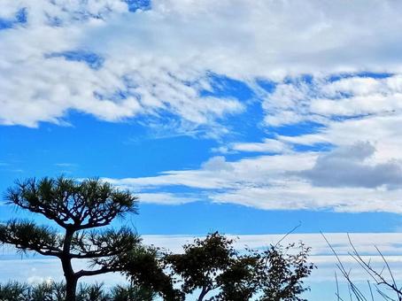 松並木と青空 青空,天空,東屋の写真素材