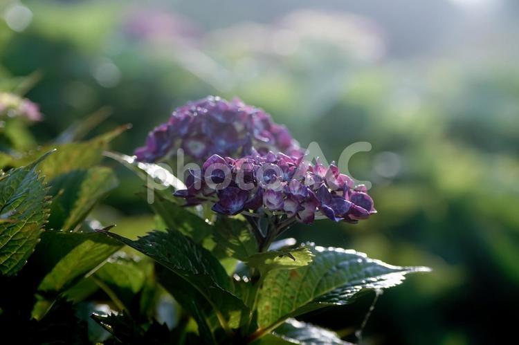 ＜五島の風景＞梅雨の風景と紫陽花の花 あじさい,紫陽花の壁紙,アジサイの写真素材