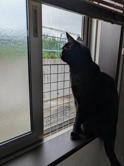 ニャルソック ニャルソックの写真