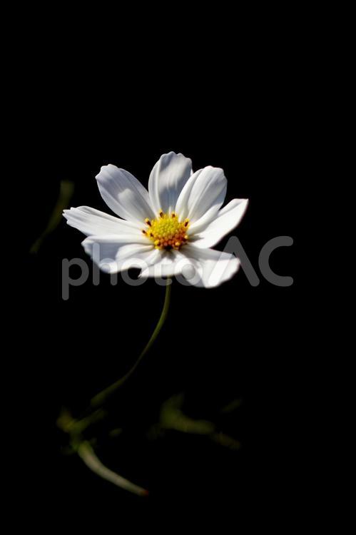 白いコスモスの花　背景黒 コスモス,秋,花の写真素材