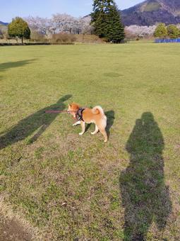 宮ヶ瀬湖畔園地をお散歩する柴犬! 宮ヶ瀬湖畔園地をお散歩する柴犬! 犬,シバ,柴犬の写真素材