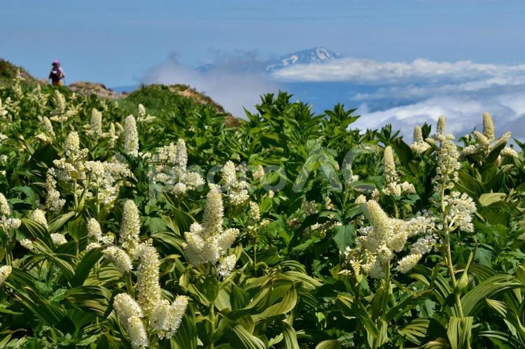 コバイケイソウ咲く月山と登山者 夏,山,7月の写真素材