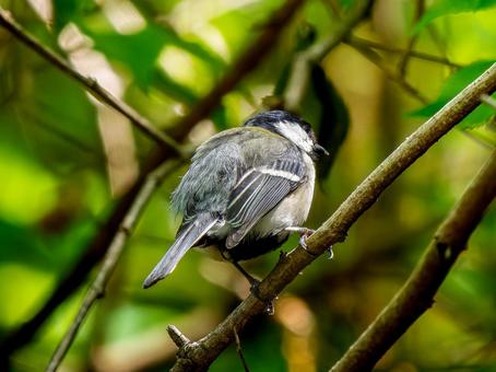 枝にとまるカワラヒワ 枝にとまるカワラヒワ シジュウカラ,野鳥,鳥の写真素材