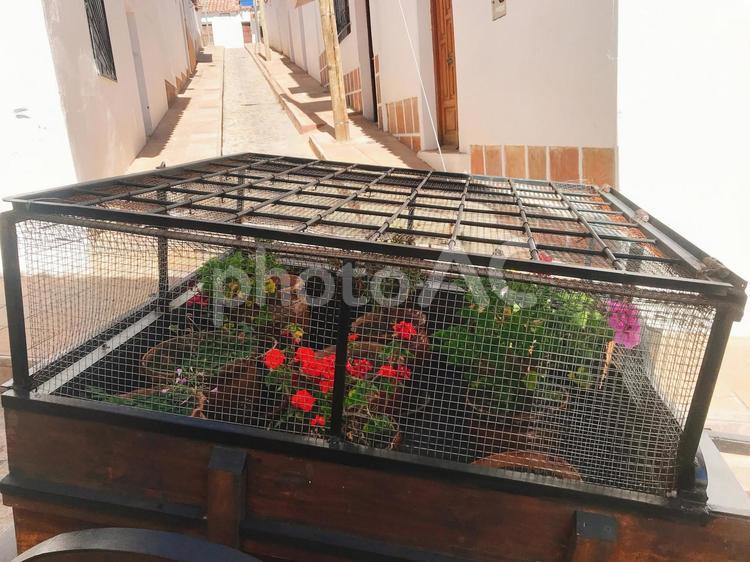 ボリビア、スクレの街中の花 花,海外,南米の写真素材