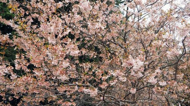 満開の桜　０２ 桜,ピンク,人物なしの写真素材