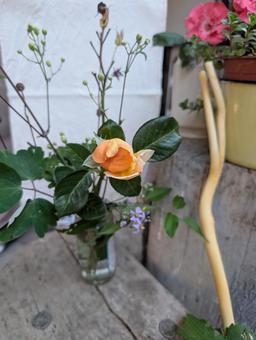 Photo, flower, court, plachkovtsy, 