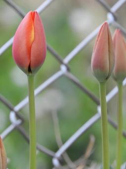 Tulips, JPG Tulips, JPG