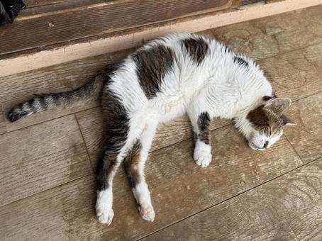 昼寝する老猫前向き 昼寝する老猫前向き 室内,ネコ,昼寝の写真素材