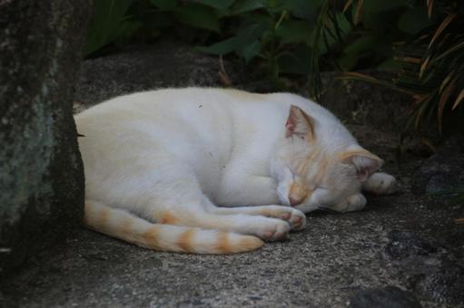 ねこ ねこの写真