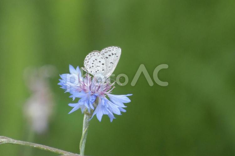 ヤグルマギクにヤマトシジミ 蝶,ヤマトシジミ,花の写真素材