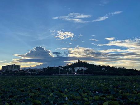 蓮池の朝 中国 蓮池の朝 中国の写真