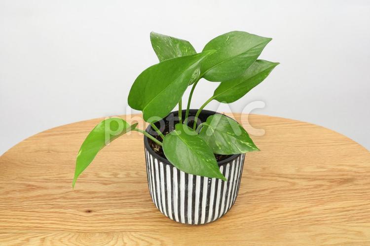 テーブルに置かれた観葉植物・ポトス ポスト,観葉植物,グリーンの写真素材