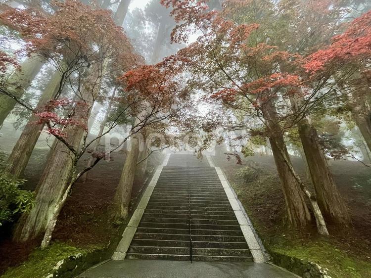 霧に包まれた石の階段 霧,木々,木の写真素材