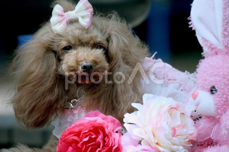 おめかしした犬２ 動物,犬,花の写真素材