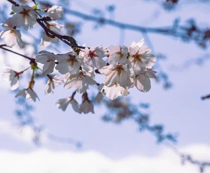 ソメイヨシノ桜2ー36 ソメイヨシノ桜2ー36の写真