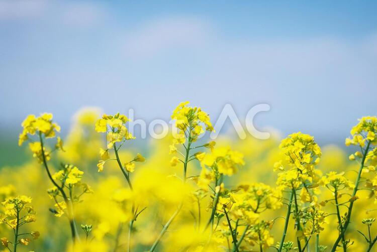 絶景の菜の花畑 菜の花,菜の花畑,花の写真素材