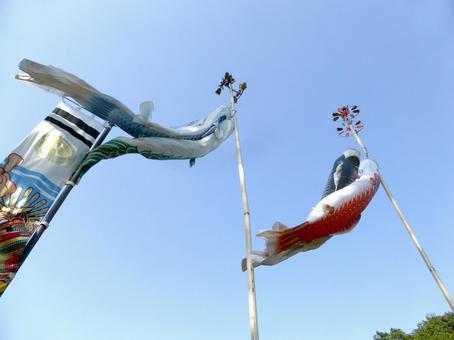 5月の鎌倉中央公園・風になびく鯉のぼり 5月の鎌倉中央公園・風になびく鯉のぼりの写真