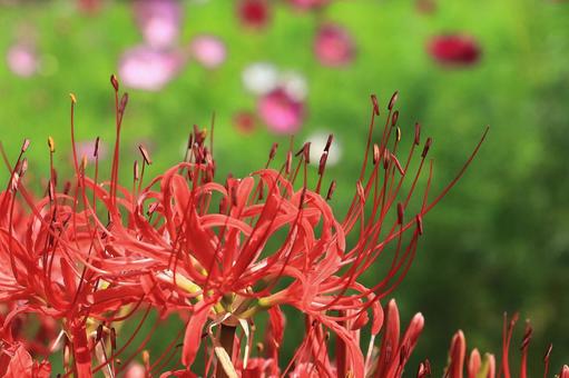 コスモスのボカシを背景に彼岸花 コスモスのボカシを背景に彼岸花の写真