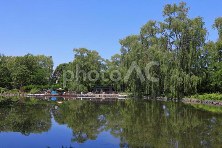 月寒公園の池(ボート乗り場付近) 月寒公園,公園,ボートの写真素材