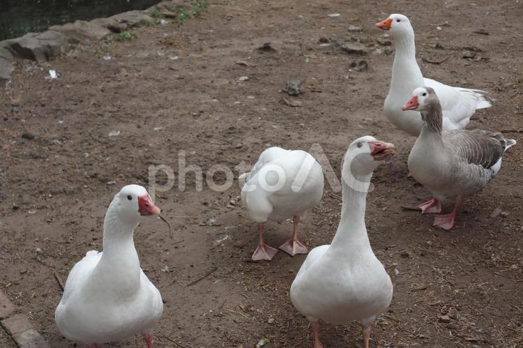 アヒル アヒル,鳥,土の写真素材