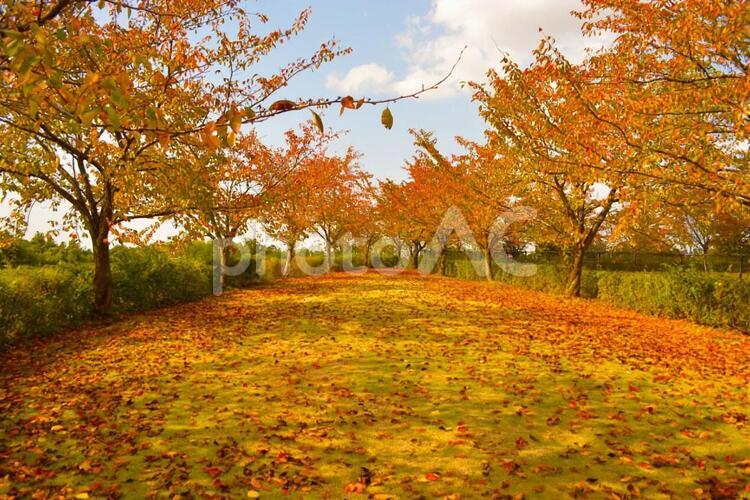 紅葉の絨毯 紅葉,紅葉の絨毯,秋の写真素材