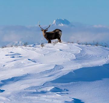 雄大な利尻岳と佇むエゾシカのいる冬景色 エゾシカ,利尻岳,雪山の写真素材