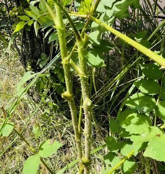 タラの木のトゲ タラの木のトゲの写真