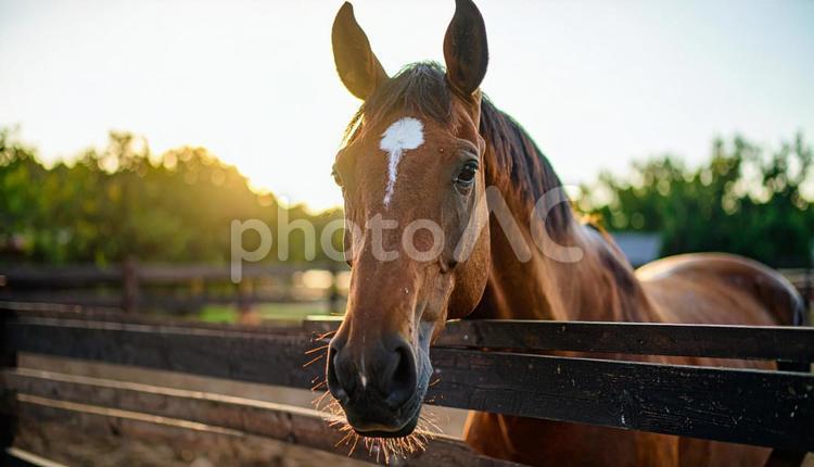 牧場の柵から顔をのぞかせる馬  馬,柵,家畜の写真素材