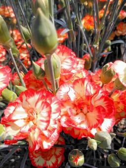 温室栽培のカーネーション 温室栽培のカーネーション 母の日,カーネーション,花の写真素材