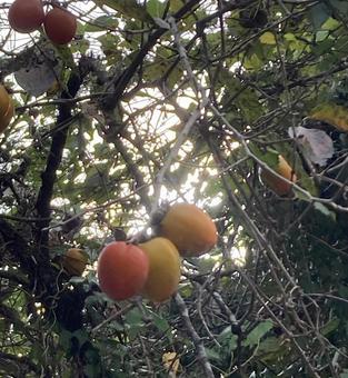 柿の木に柿実る 柿,植物,秋の写真素材