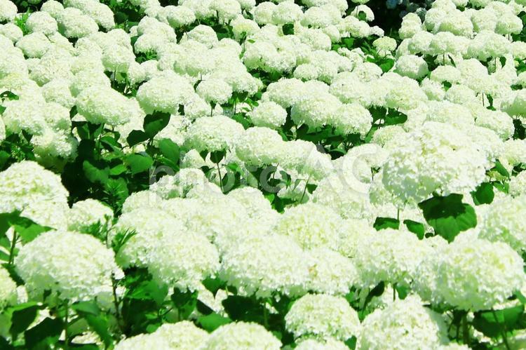 梅雨や紫陽花のイメージ あじさい,紫陽花,梅雨の写真素材