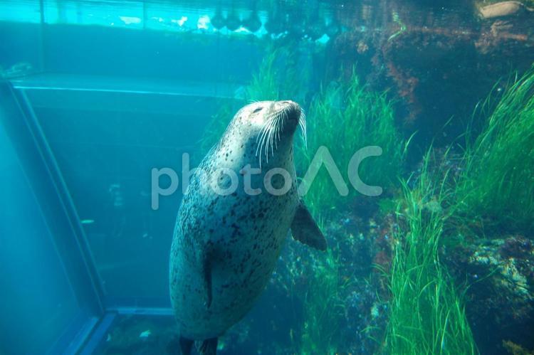 浮上するゴマフアザラシ ゴマフアザラシ,アザラシ,海獣の写真素材