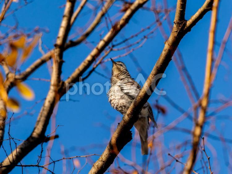 木の枝にとまるツグミ ツグミ,野鳥,鳥の写真素材
