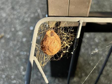 ナガコガネグモの卵嚢 卵嚢,ナガコガネグモ,蜘蛛の写真素材