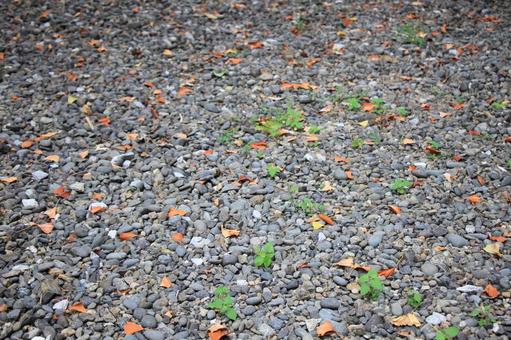 玉砂利 模様,小石,テクスチャーの写真素材