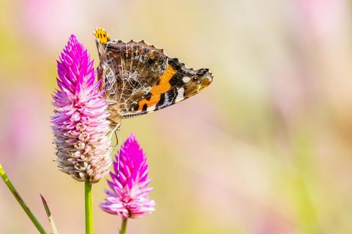 アカタテハ(33) アカタテハ(33)の写真