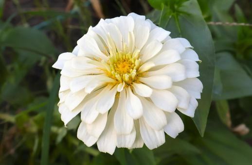 初夏~秋まで咲く庭のダリアの花4 百日草 初夏~秋まで咲く庭のダリアの花4 百日草 ジニア,ヒャクニチソウ,百日草の写真素材