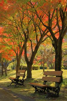 Autumn on the bench -2, JPG Autumn on the bench -2, JPG